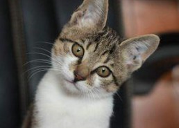 娱乐吃瓜小猫咪小说